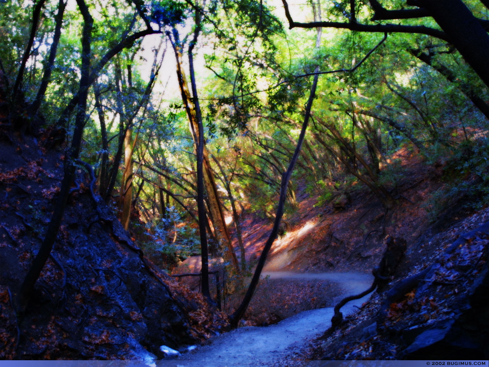 Enchanted Forest by Bugimus