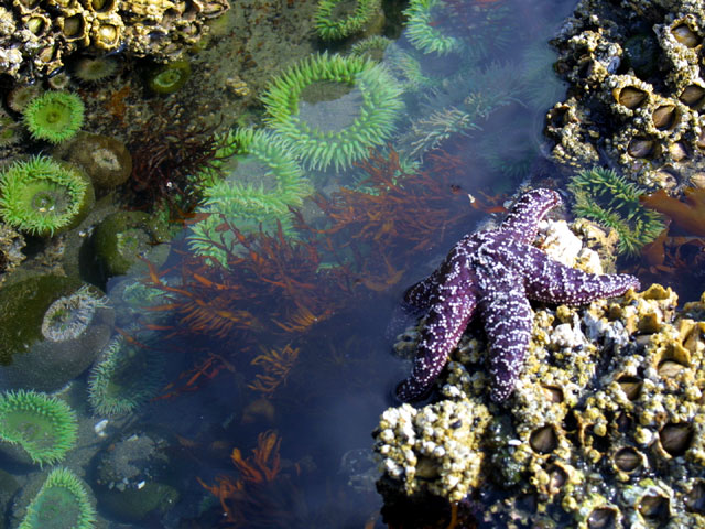 Tidepool